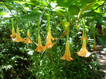 flore 1