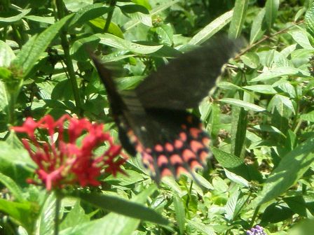 flore 2