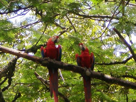 parrots